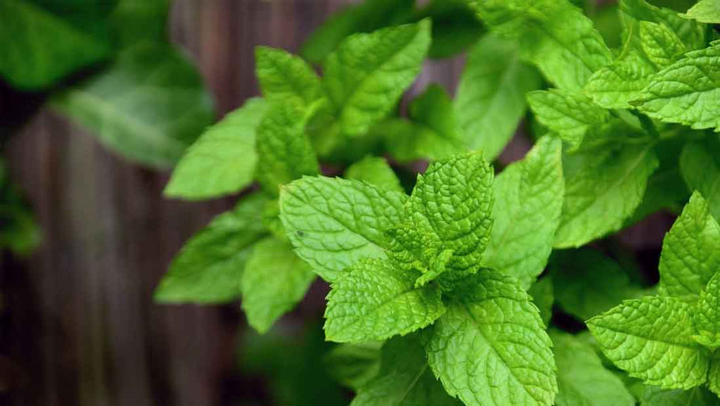 How To Grow Herbs At Home 9 Herbs You Can Easily Grow Indoors