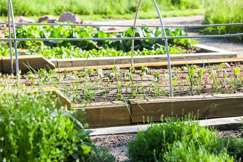 Vegetable Garden Layout Planning