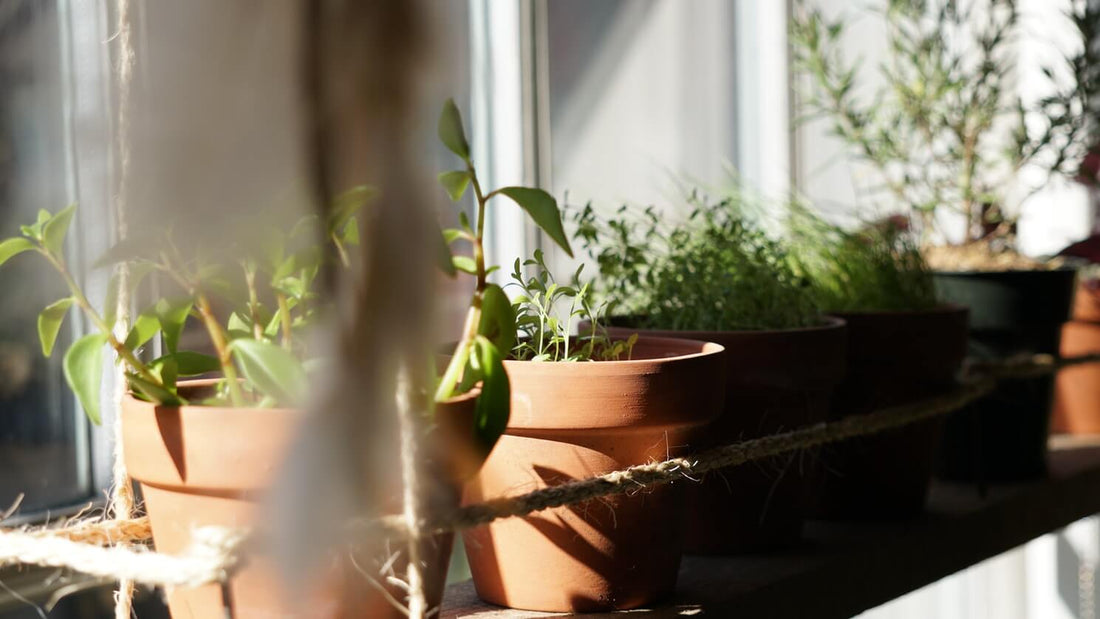 AllThatGrows