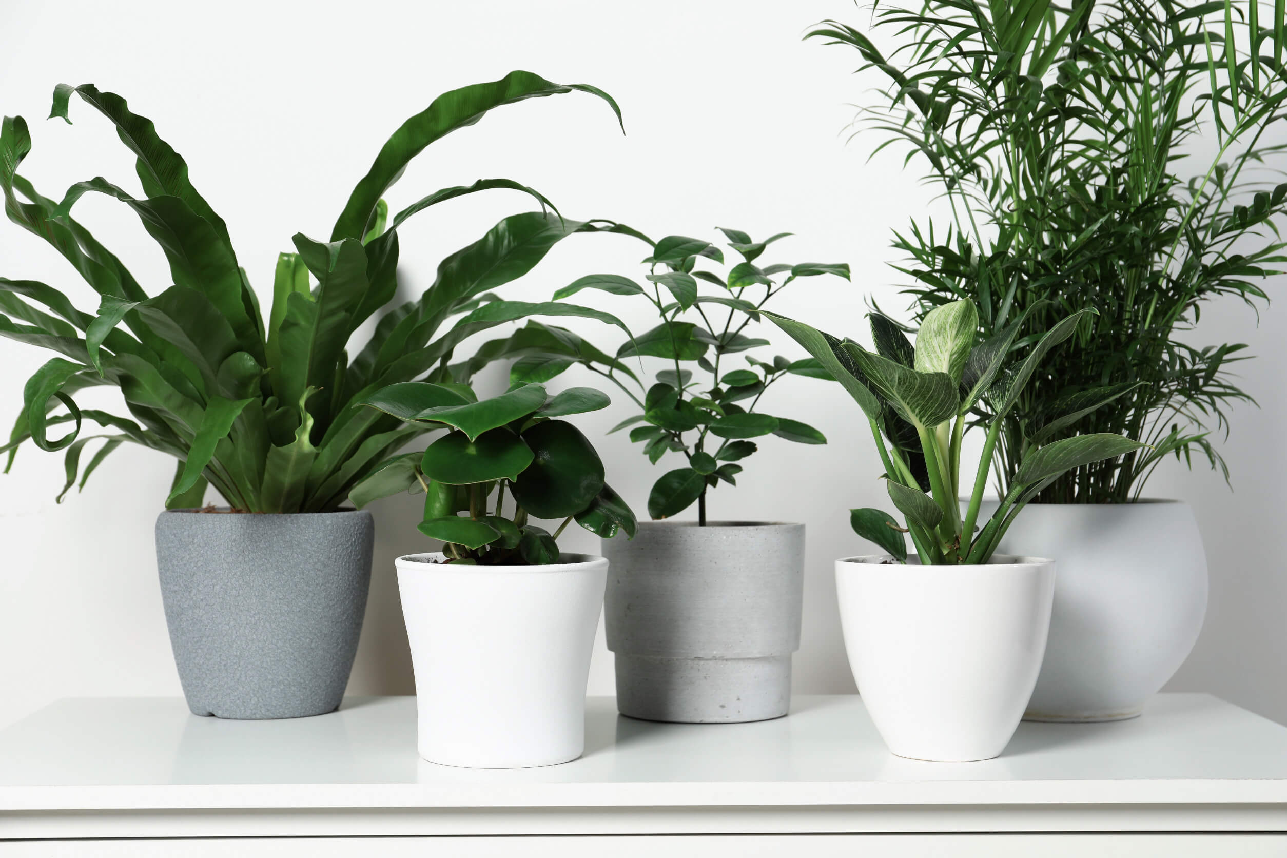 silver lady pothos Scindapsus Pictus Silver Lady | Uprooted