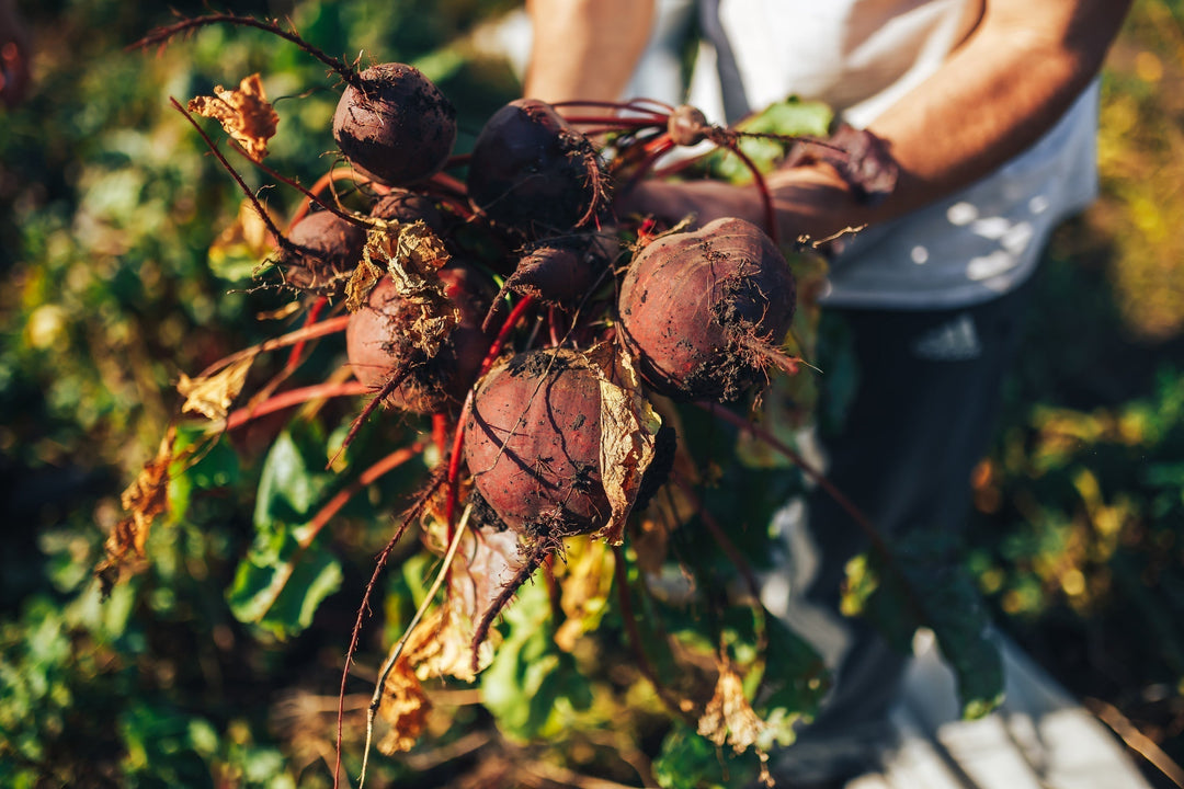 Let’s grow beets - Everything You Need to Know About Growing Beetroot