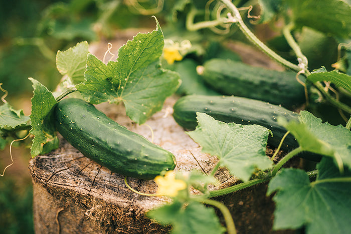 How to Grow and Plant Cucumbers  Caring for & Watering Cucumbers