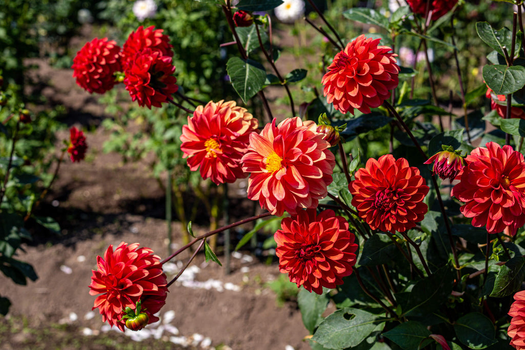Planting & Growing Dahlia Bulbs A Complete Guide for Home Gardeners