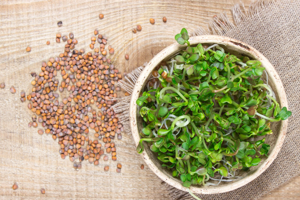 Difference between Microgreen Seeds and Regular Seeds Explained