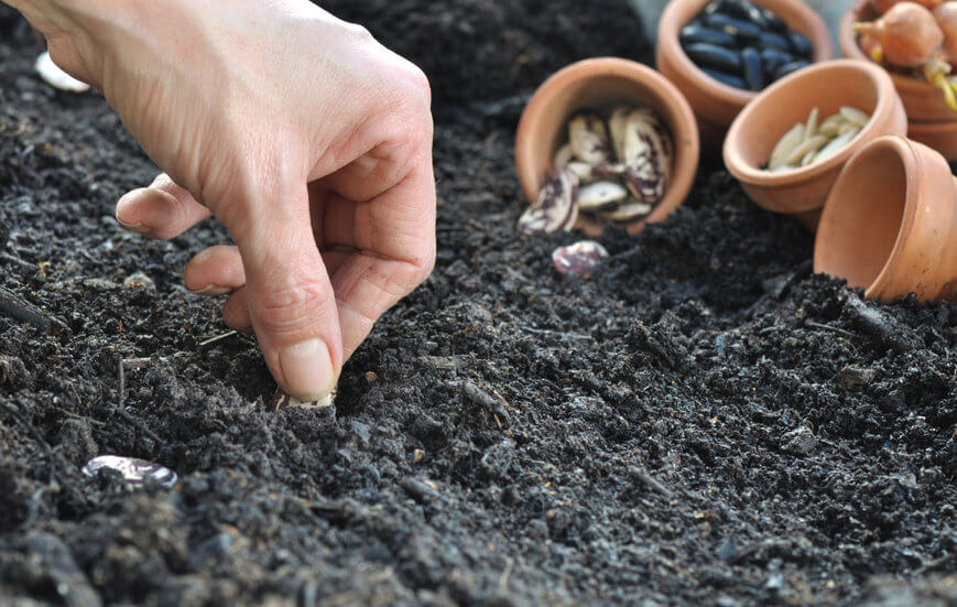 bonsai potting mix Succulent Soil Mix (5.5 pH) – Artisan's Bonsai