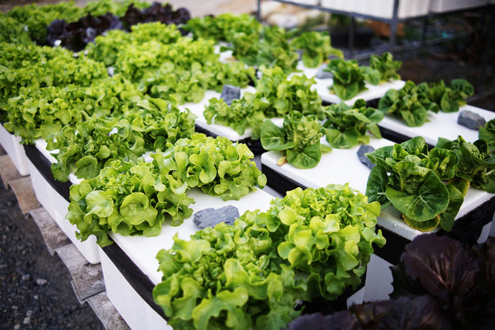 What is Hydroponics and Why Is It Trending?  AllThatGrows