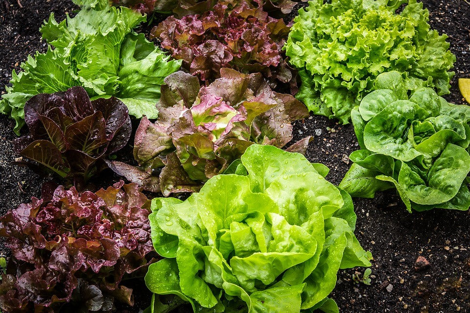 http://www.allthatgrows.in/cdn/shop/articles/Feat_Image-Lettuce_1024x1024.jpg?v=1565168838