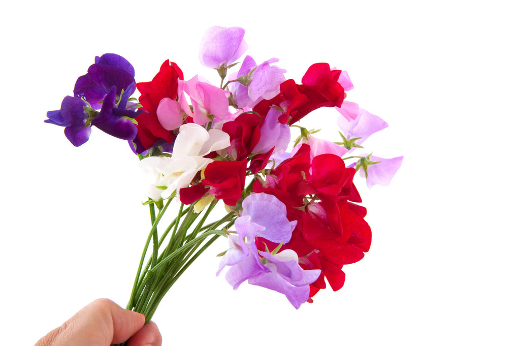 Growing Sweet Pea Flowers from Seeds A Complete Guide