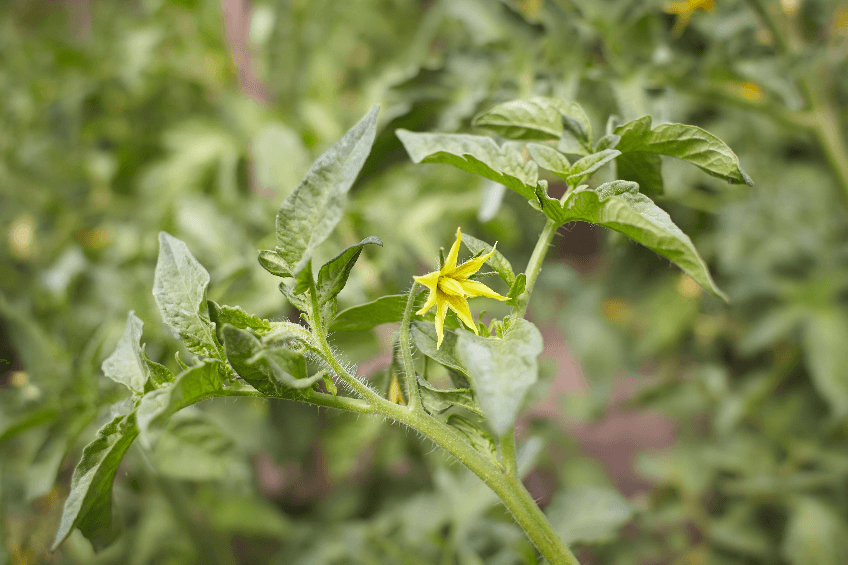 Tomatoes are Flowering But No Fruit? Here’s How to Fix