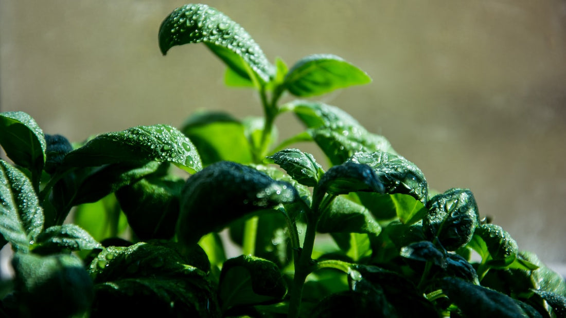 AllThatGrows