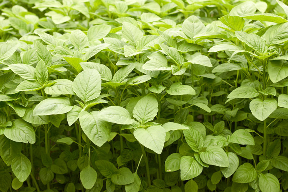 Green amaranthus discount