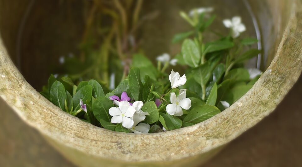 Fragrant Brew Used in Traditional Medicine: Healing Aromas