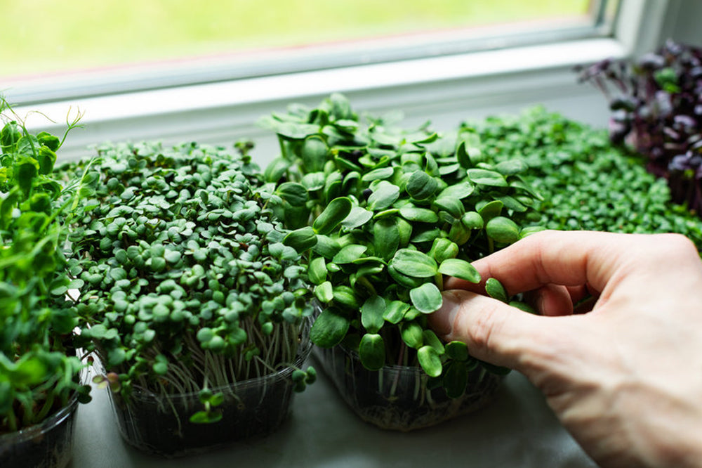 AllThatGrows
