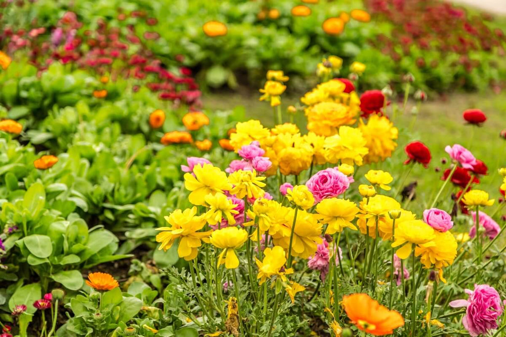 9 Flowers to Grow in Your Vegetable Garden in India