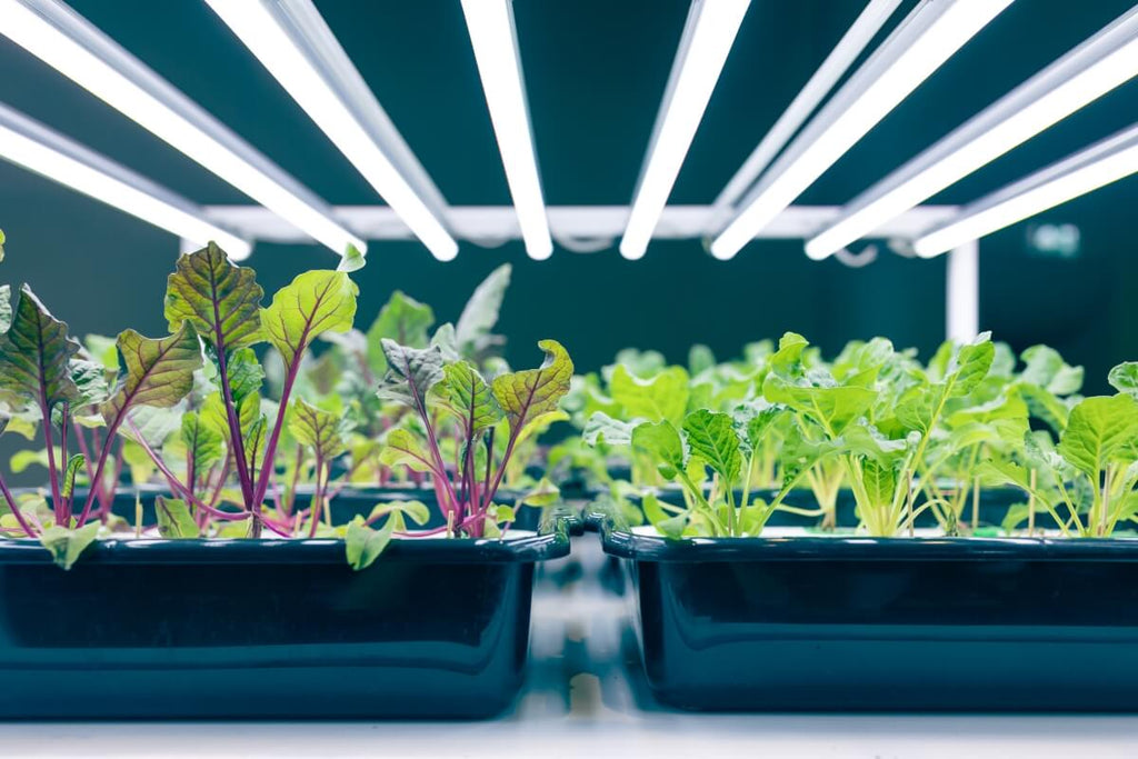 Beginners Guide to Grow Lights Key Considerations for Smart