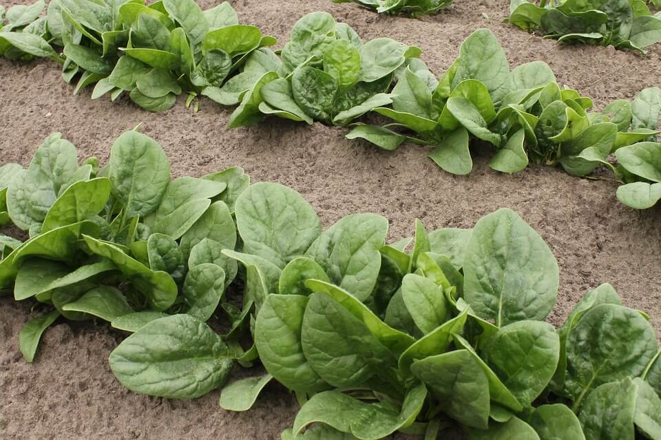 How to grow Spinach at home in India