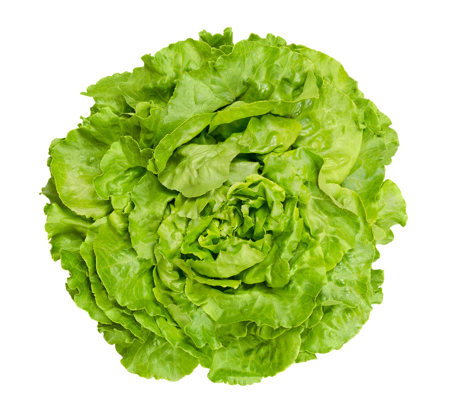 Lettuce Great Lakes Seeds