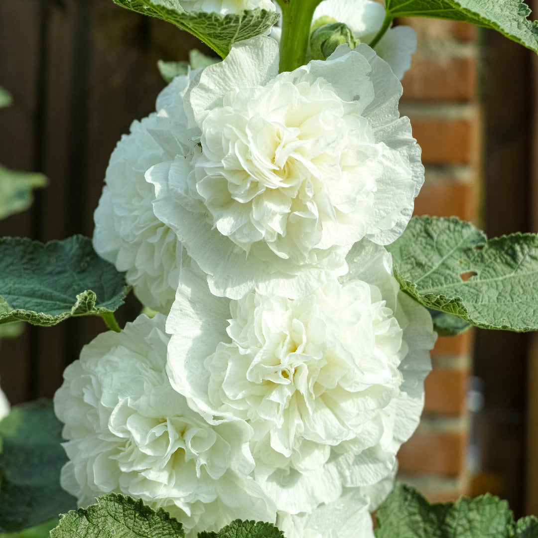 double flower hollyhock seeds Hollyhock Double White Seeds - Elegant Blooms for Your Garden