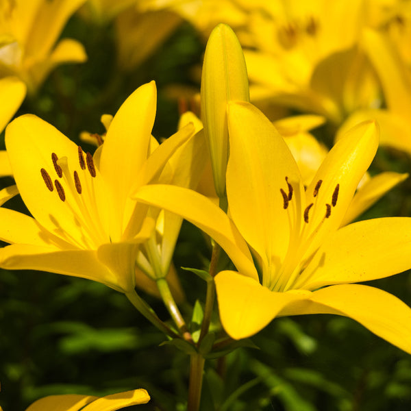 Buy 5Pack Bulbs of Asiatic Lily Yellow Flowers AllThatGrows