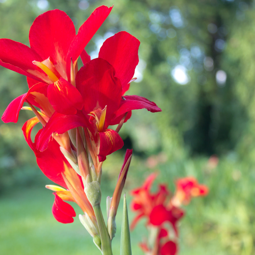 Canna Red Bulbs