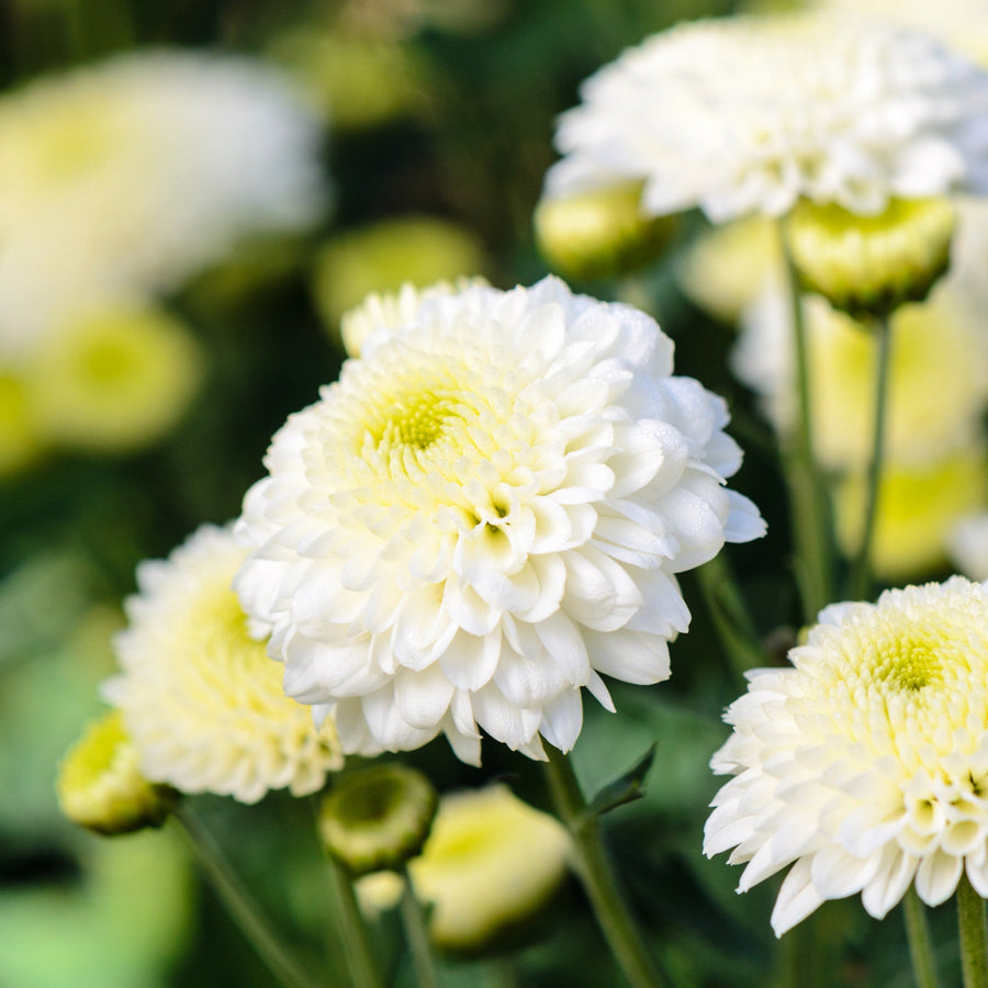 Chrysanthemum Single White Seeds