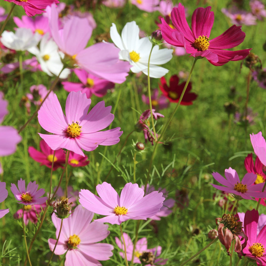 Cosmos Bipinnatus Tall Mix Seeds