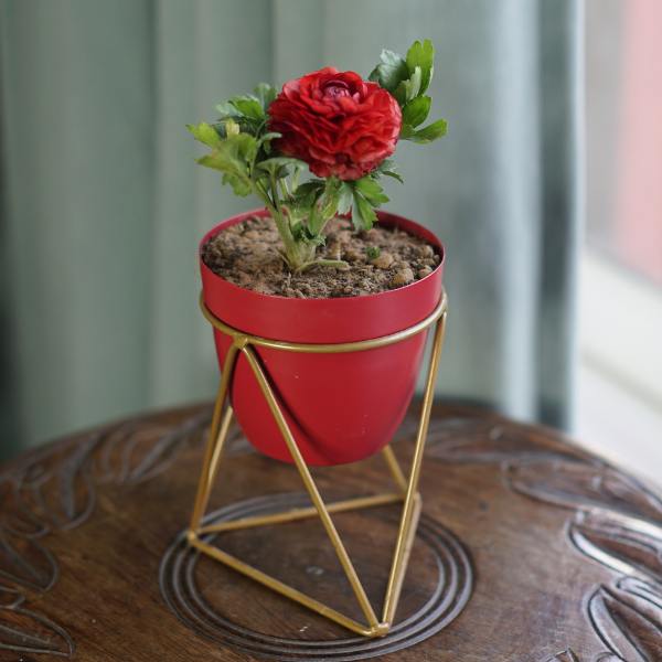 Crimson Goldvine Desk Planter