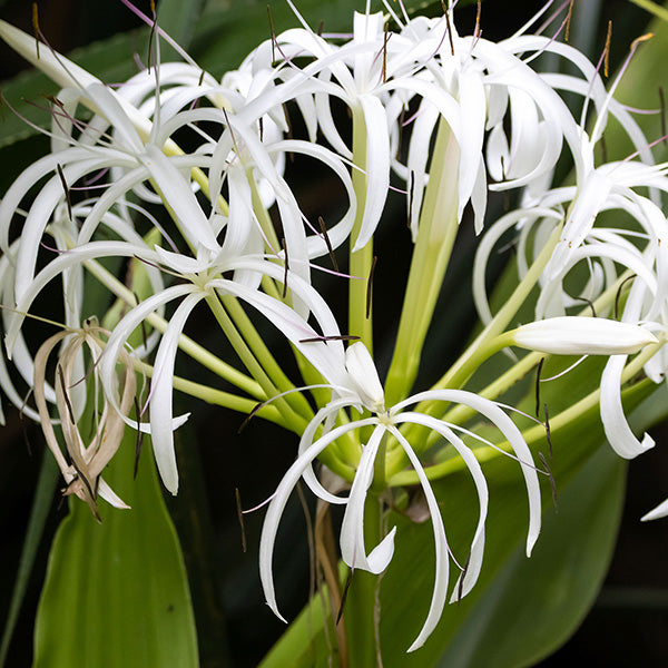 indian white lily flower Buy Crinum Lily White Bulbs