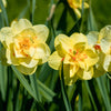 Daffodil Tahiti Bulbs
