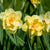 Daffodil Tahiti Bulbs