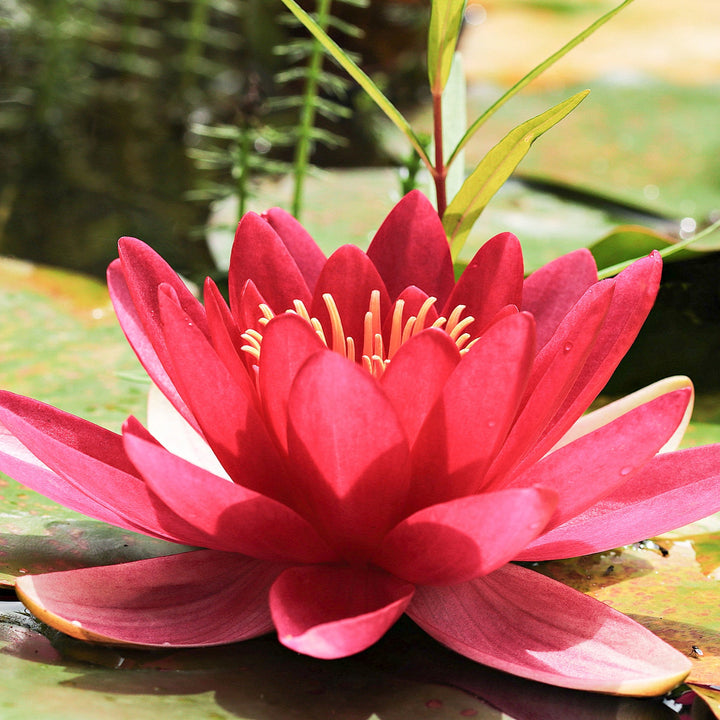 Double Red Lotus Bulbs