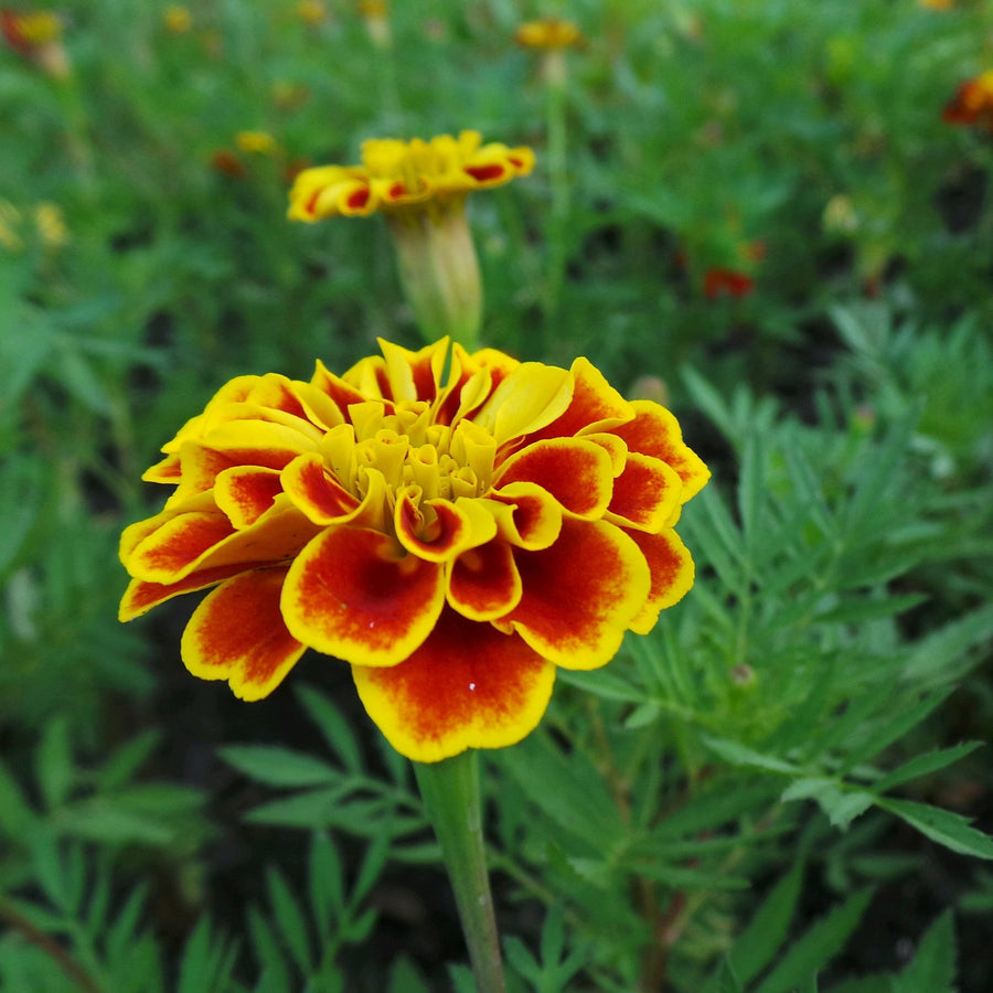French Marigold Flower Seeds