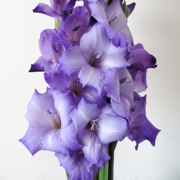 Gladiolus Blue Storm Flower Bulbs AllThatGrows Pack of 5 bulbs