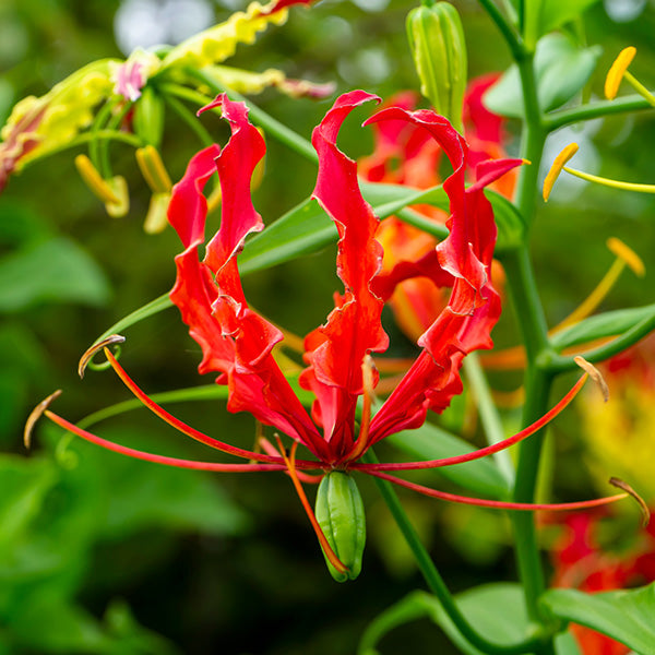 Buy Gloriosa Lily Red Bulbs Online Stunning Blooms for Your Garden