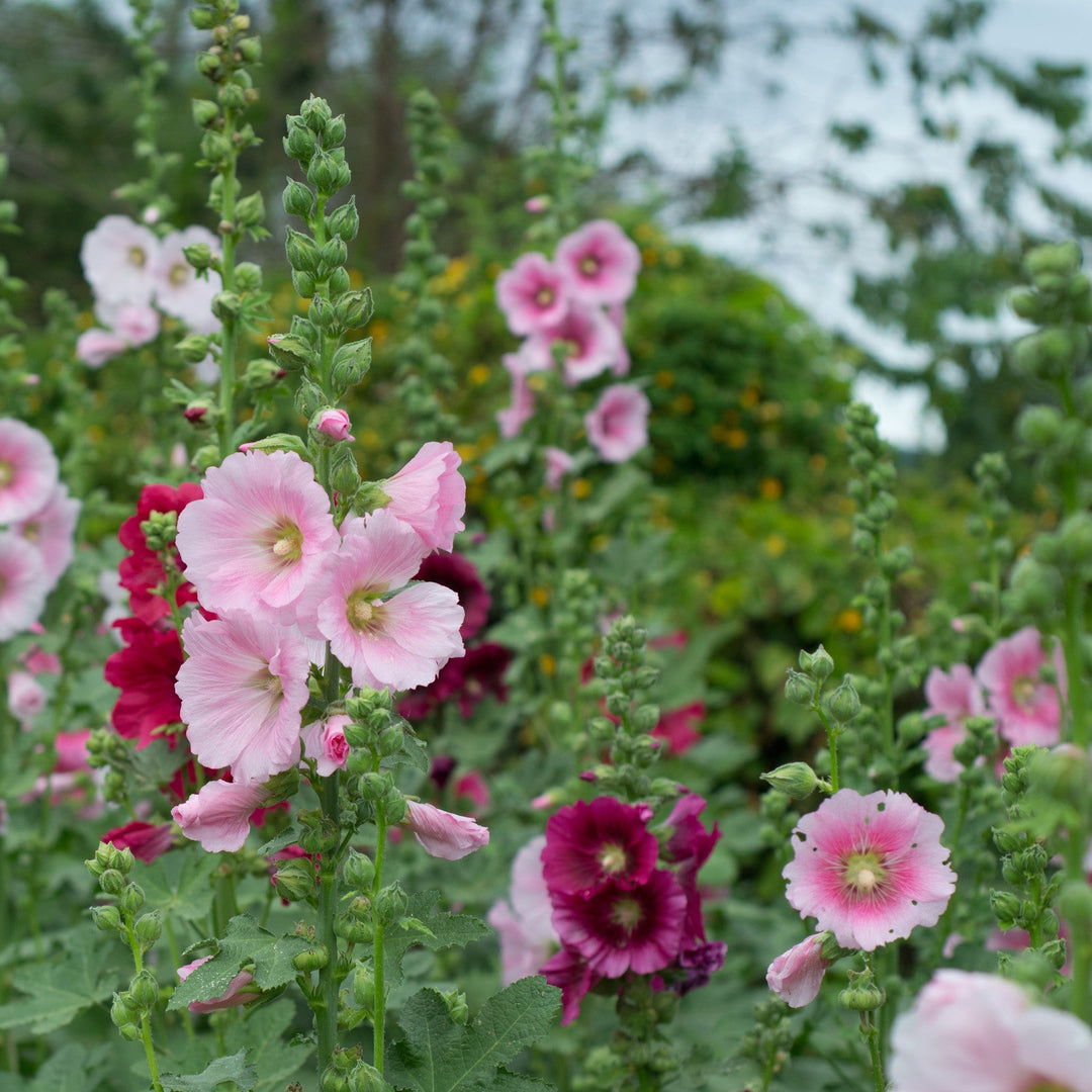 Hollyhock Dwarf Mix Seeds