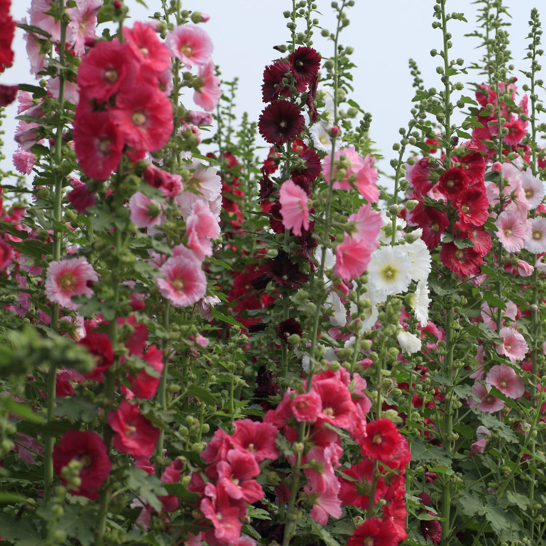 Hollyhock Tall Mix Seeds