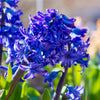 Hyacinth Delfts Blauw Bulbs