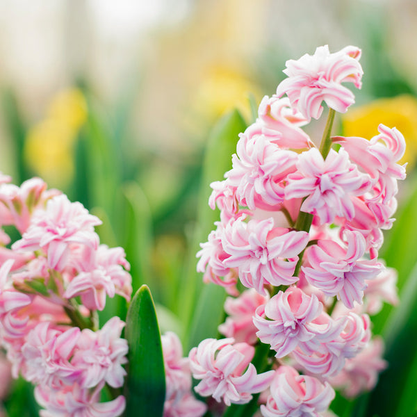 AllThatGrows Hyacinth Fondant Flower Bulbs Buy Online for Stunning