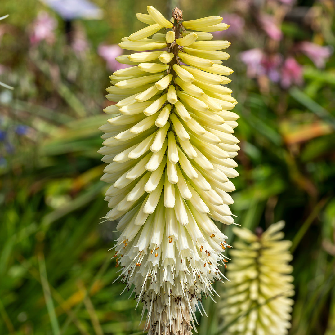 Ice Queen Torch Lily Bulbs