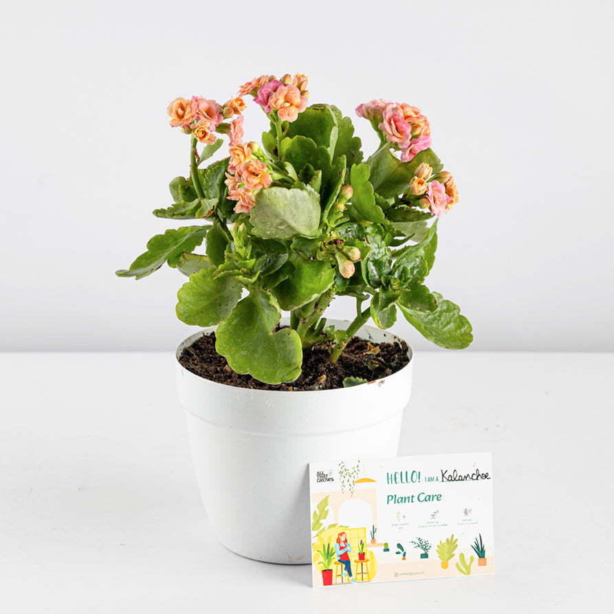 Kalanchoe Peach Plant