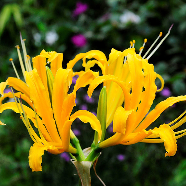 yellow spider lily bulbs Buy Lycoris Yellow Spider Lily Bulbs