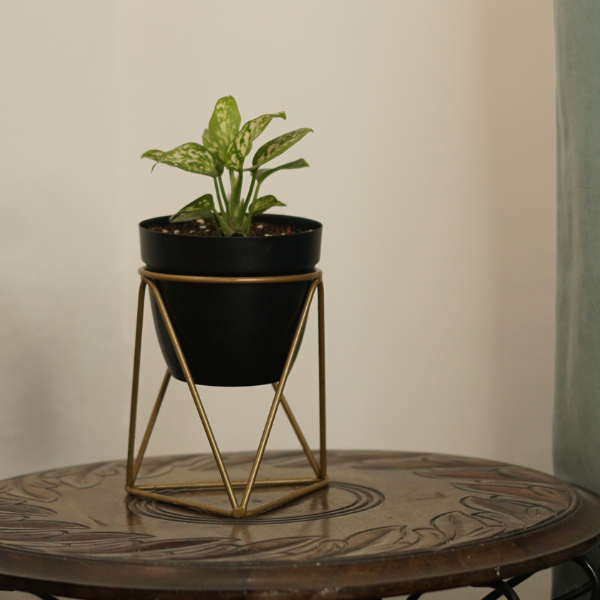 Noir Goldleaf Desk Planter