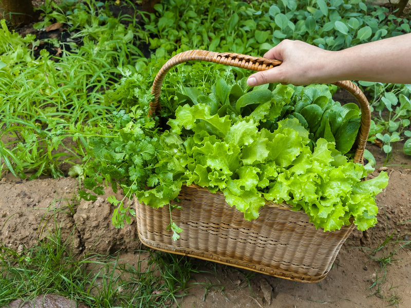 Leafy greens and veggies