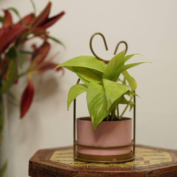 Pink BlossomHang Planter