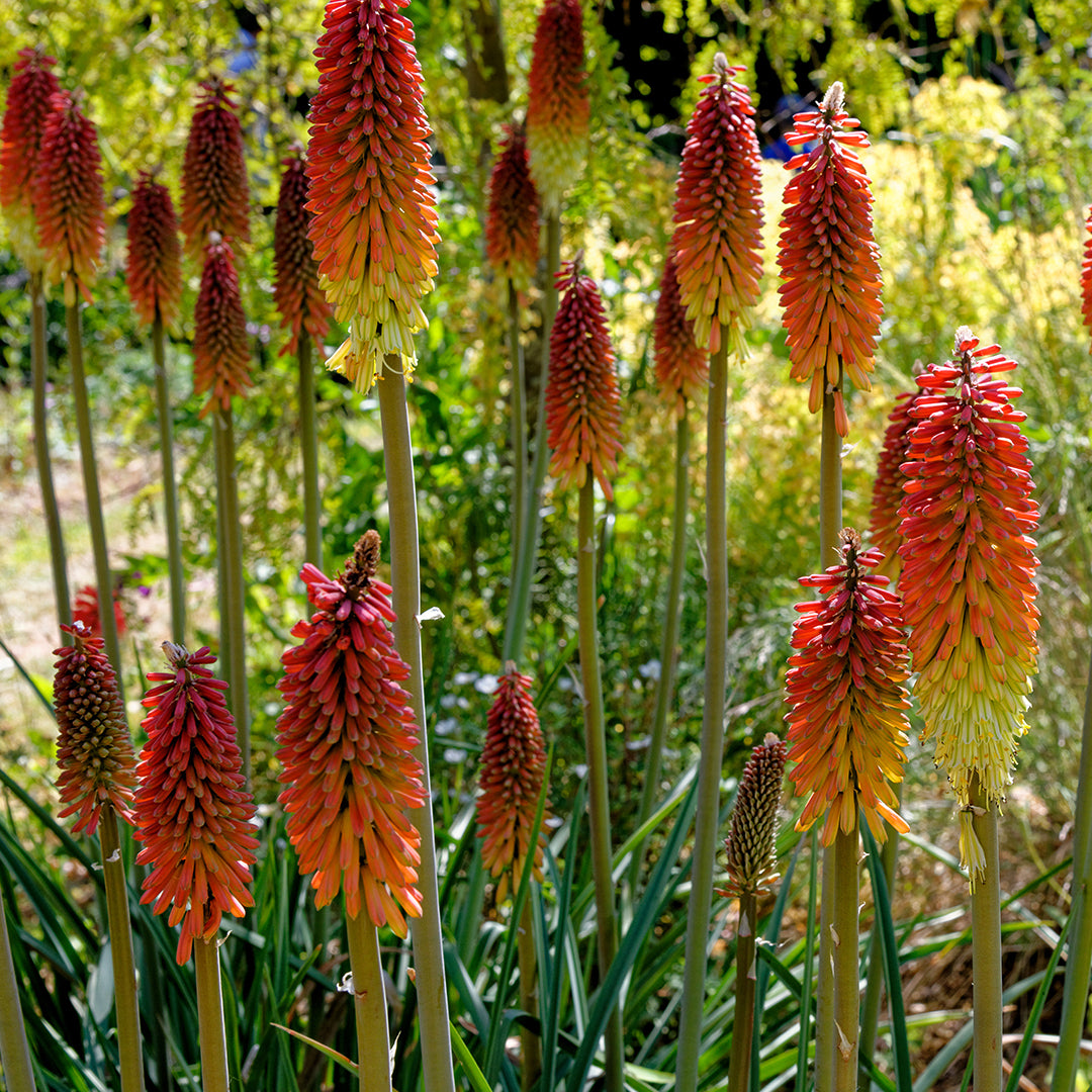 Red Glare Torch Lily Bulbs