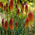 Red Glare Torch Lily Bulbs