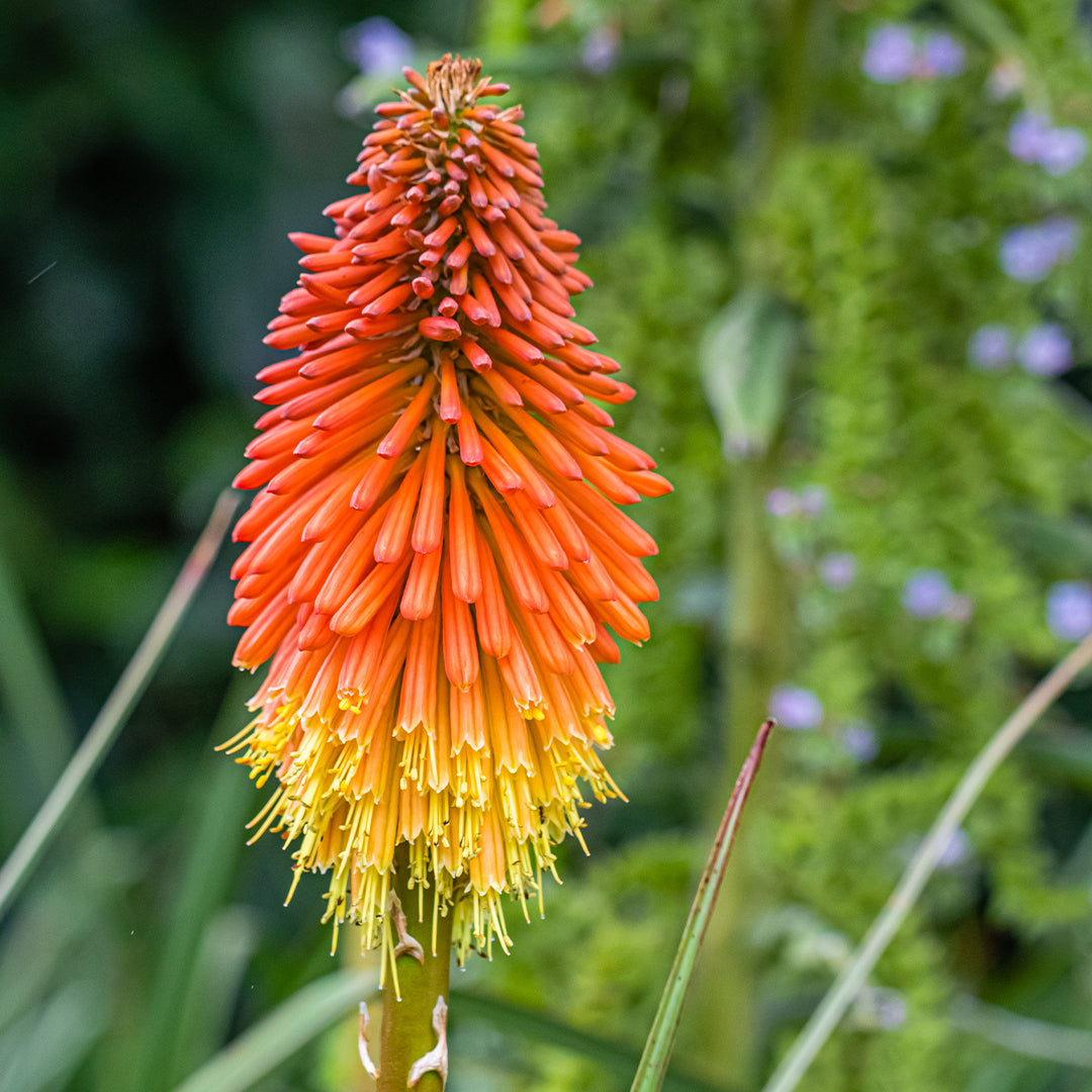 Red Hot Poker Torch Lily Bulbs