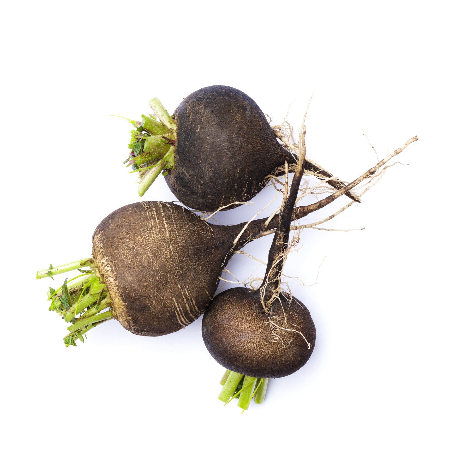 Radish Black Spanish Round Seeds - Grow Bold, Spicy Winter Radishes at ...