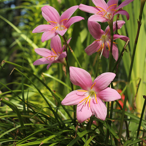 picture of rain lily flower Buy Rain Lily Pink Bulbs Online