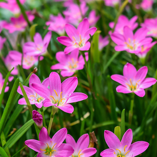 picture of rain lily flower Buy Rain Lily Rose Bulbs Online